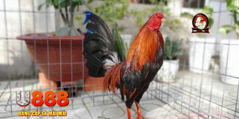 pay alo789 tải nổ hũ trên máy tính